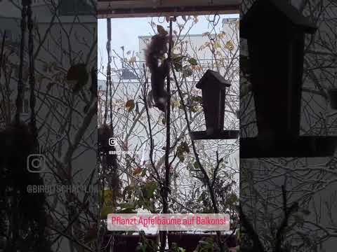 Apfelbaum am Balkon: Glück, Vielfalt & Stadtnatur leben!