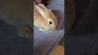 うさぎとの日常その17 #うさぎ #うさぎのいる暮らし