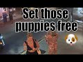 Key West Set Those Puppies Free