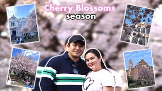 CHERRY BLOSSOMS SEASON IN WASHINGTON! | UNIVERSITY OF WASHINGTON | SAKURA