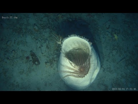 OA43 BECOOL Martel Inlet via ROV - w Depths
