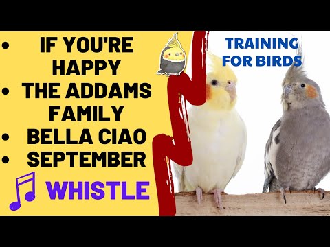 IF YOU'RE HAPPY, THE ADDAMS FAMILY, BELLA CIAO, SEPTEMBER with WHISTLE - Cockatiel Parrot Practice