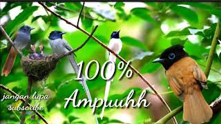 Download lagu Suara pikat burung tali pocong mp3