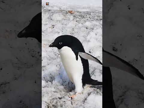 PENGUIN - Penguin Sounds 🐧❤️ (2)