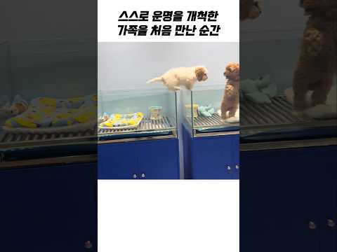 운명처럼 달려온 강아지