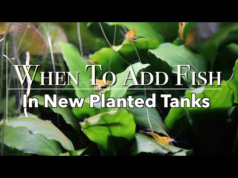 When To Add Fish In A Planted Tank