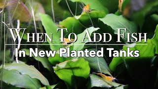 When To Add Fish In A Planted Tank