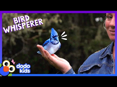 Kapuciarka modrá (Cyanocitta cristata) — správanie, biotop a hlas
