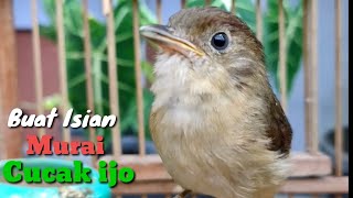 Download lagu Burung Flamboyan Gacor Ngebren Rapat, Nyerecet Nyiul full isian mp3 Download lagu Burung Flamboyan Gacor Ngebren Rapat, Nyerecet Nyiul full isian mp3