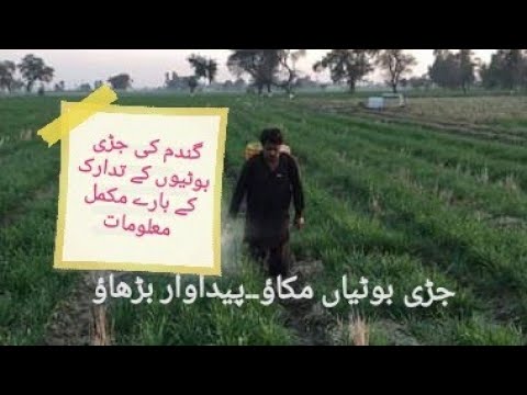 Types of Weeds of wheat and their impact on crop yield.