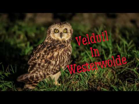 Velduil in Westerwolde