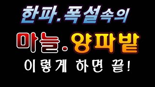 [텃밭농부.887]  한파. 폭설 속의 마늘 양파 밭에 이것만 해 주면 끝! #마늘재배 #양파재배