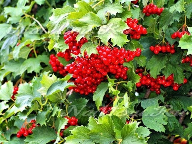 Полезны ли листья калины
