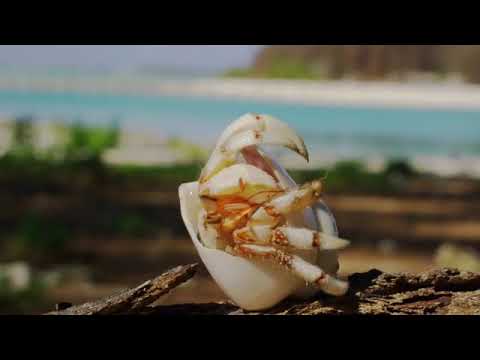 Harmit,crab, Nature, Wonderful space, beach, shell changing process, amazing Nature in the world