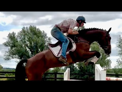 Top potential horse - Image 2