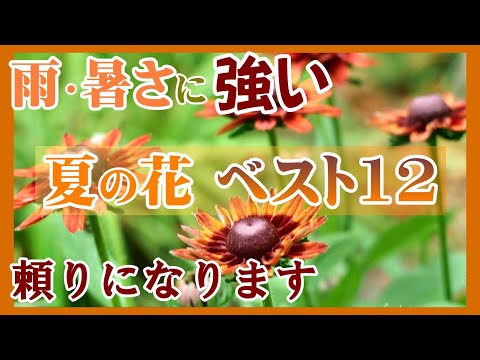 南向きのテラスの鉢植えのアベリア・フォティニア・スピリーという低木は何でしょう？