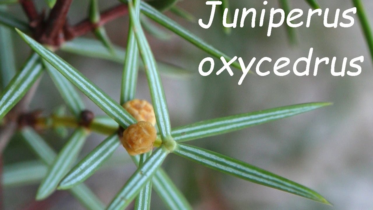 Càdec, Juniperus oxycedrus - YouTube
