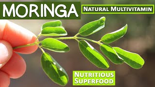 Moringa, A Nutritious Superfood and Natural Multivitamin