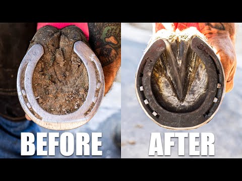Satisfying Full Horse Hoof Restoration | 4K FARRIER ASMR