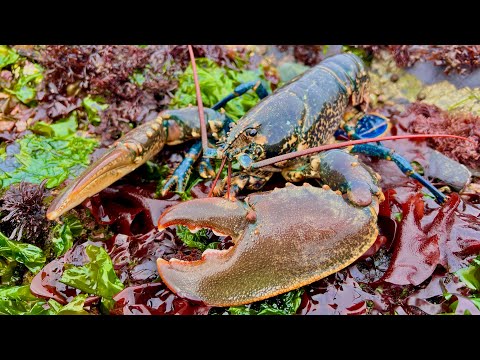 Coastal Foraging and Rockpooling - Lobsters, Crabs and Sea Creatures with cookup | The Fish Locker