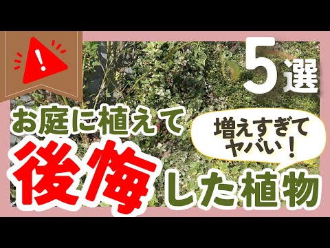 布張りのシルバー ダイヤモンド 植物