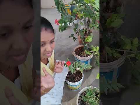 Flowers vachesayi #mini garden muchattlu