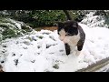Hungry Tuxedo Cat Is Very Happy To See Me And Meowing Loudly For Food