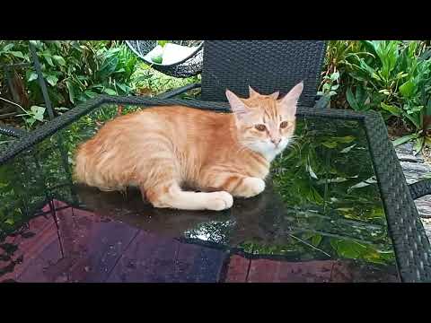 Time Machine Cats !!!! Longest Daily Cat's Story