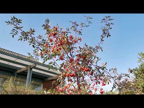 Vad är detta för buske?