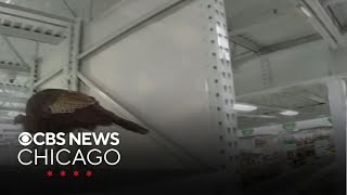 Vernon Hills, Illinois police capture wild turkey inside Menards store