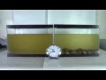 Time Lapse Video Of Clam Filtration