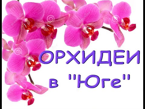 Орхидеи-УЦЕНКИ за 275р.,ЗАВОЗ в "Юге",02.04.21,ул.Авиационаая,8,Самара.