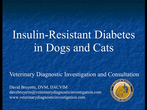 Insulin Resistant Diabetes in Dogs and Cats