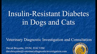 Insulin Resistant Diabetes in Dogs and Cats