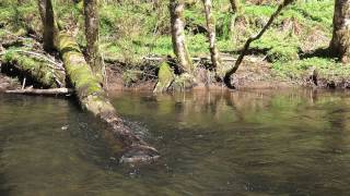 preview picture of video 'Oregon Nestucca River 18'