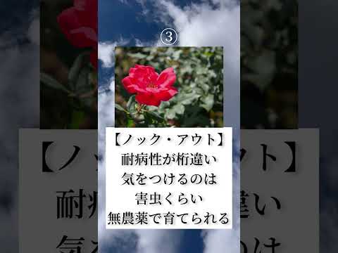 園芸 イエローレシーダ、ワイルドレシーダ、偽リシーダ