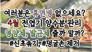 4월 전엽기 #양수분관리 #신초솎기 #덩굴손제거 #3년차휴면병