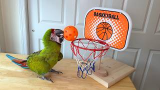 Basketball Playing Great Green Macaw