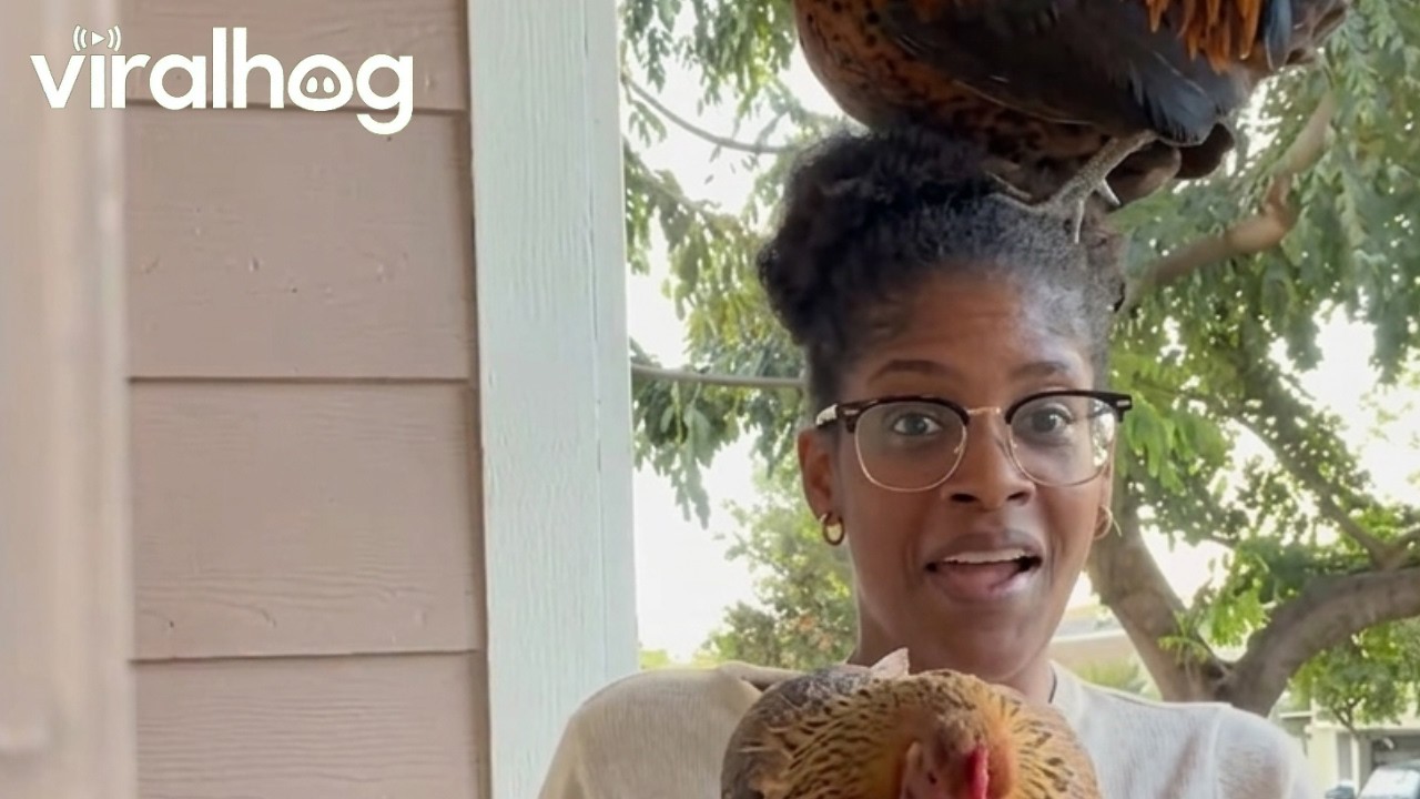 Rooster and Chicken Get a Little Too Friendly || ViralHog