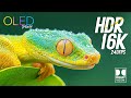 Animals In 8K Ultra HD 4K Video HDR 60 FPS 8K Video Ultra HD 4K VIDEO ULTRA HD