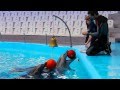 Занятия с дельфинами 
