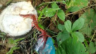 sentipede trap rubber scrap very deger animal _ Amazon jangali _ sentipede animal Moder case police