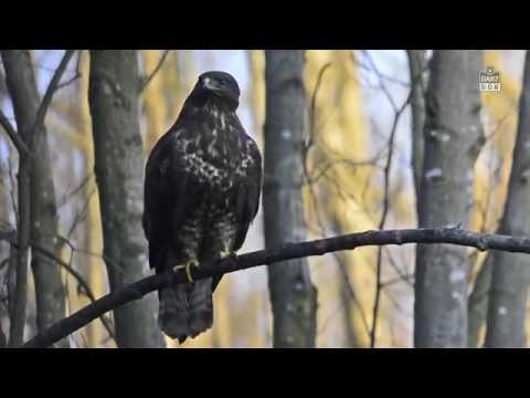 Darz Bór zapowiedź odcinka 154