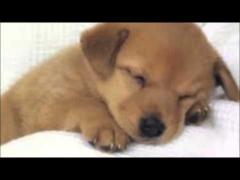 I Don't Like You Mashup