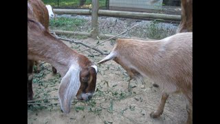 Goats Snacking on Mulberry Branches and Leaves at Zoo Atlanta