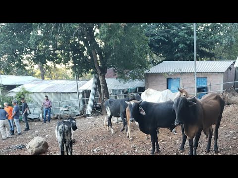 Osicala, Morazán, El Salvador, viernes 16 de enero 2026