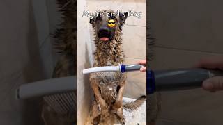 My Friend&#39;s Dog Vs My Dog 😂 #dogs #funnyanimals