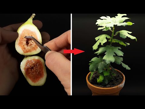 FIG TREE GROWING FROM SEEDS TIME LAPSE