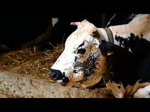 Muh Kuh Pustertaler Sprinzen Tag der Kuh 14. Juli 2023 Tiergarten Zoo Schönbrunn Panasonic Lumix