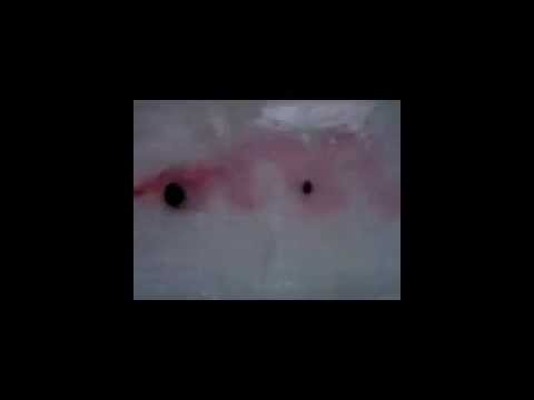 Linhas de trajetória e de emissão